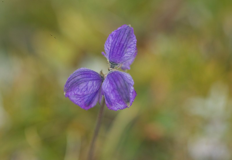 Aconitum popovii photo 4