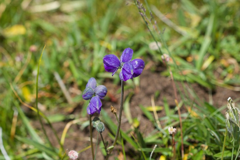 Aconitum popovii photo 5