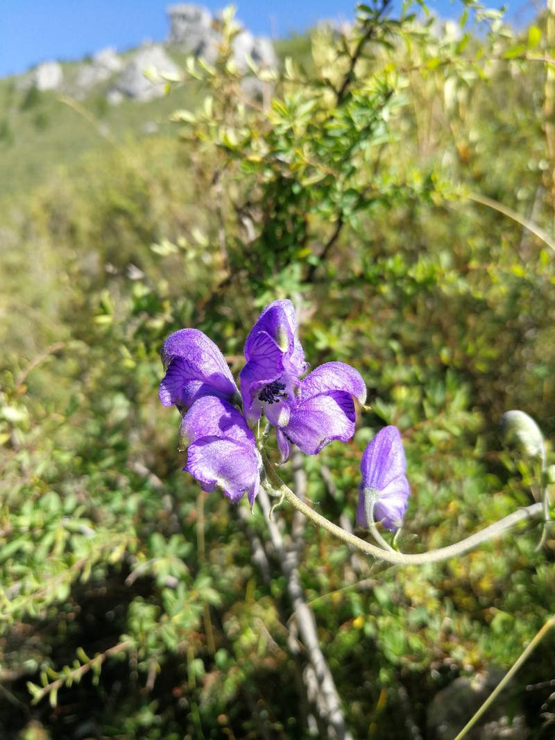 Aconitum popovii photo 6