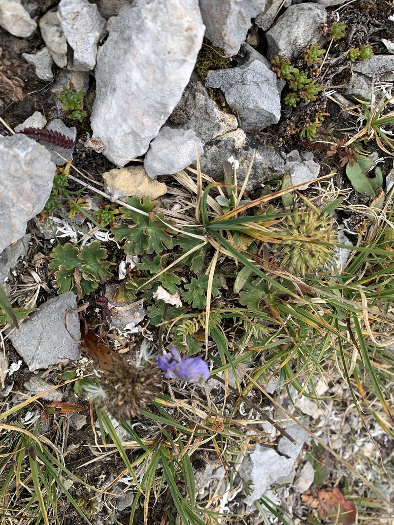Aconitum popovii photo 7