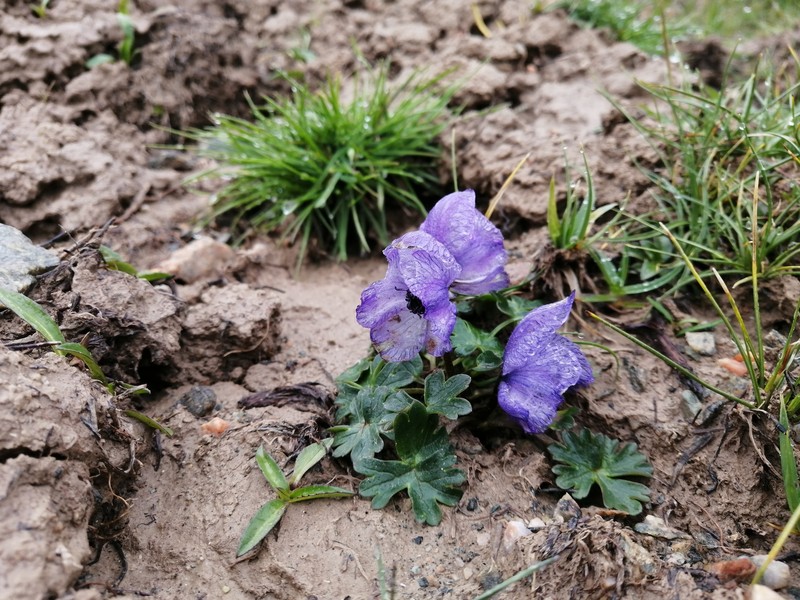 Aconitum popovii photo 8