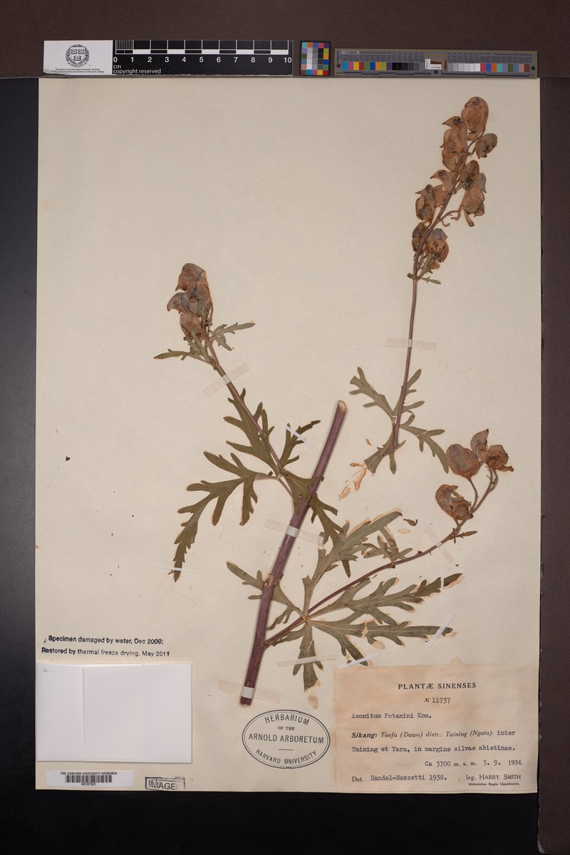 Aconitum potaninii