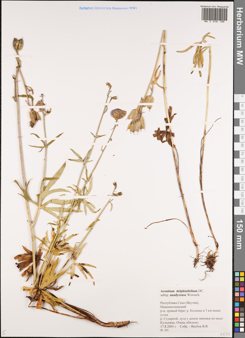 Aconitum productum