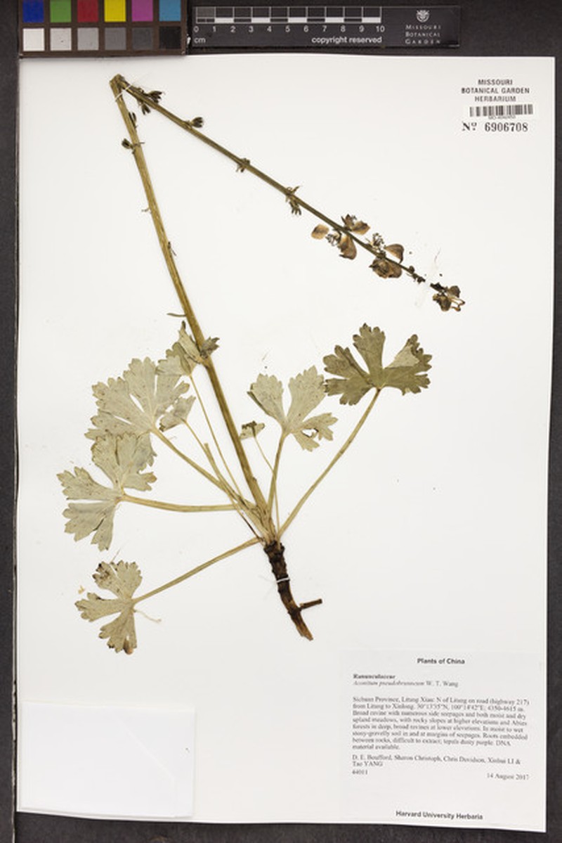 Aconitum pseudobrunneum