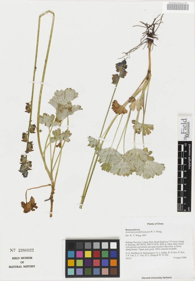 Aconitum pseudobrunneum photo 2