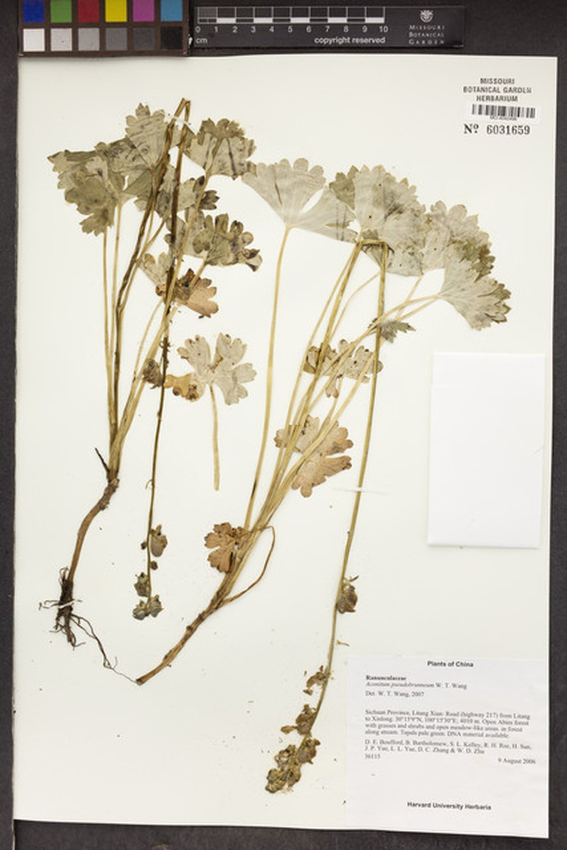 Aconitum pseudobrunneum photo 3