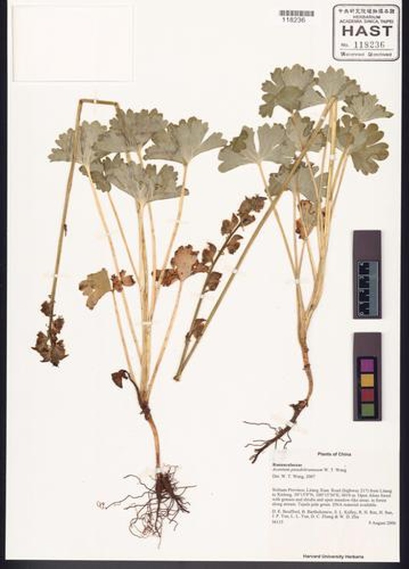 Aconitum pseudobrunneum photo 4