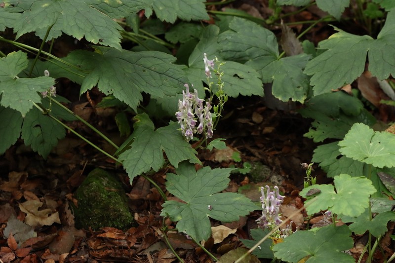 Aconitum pseudolaeve