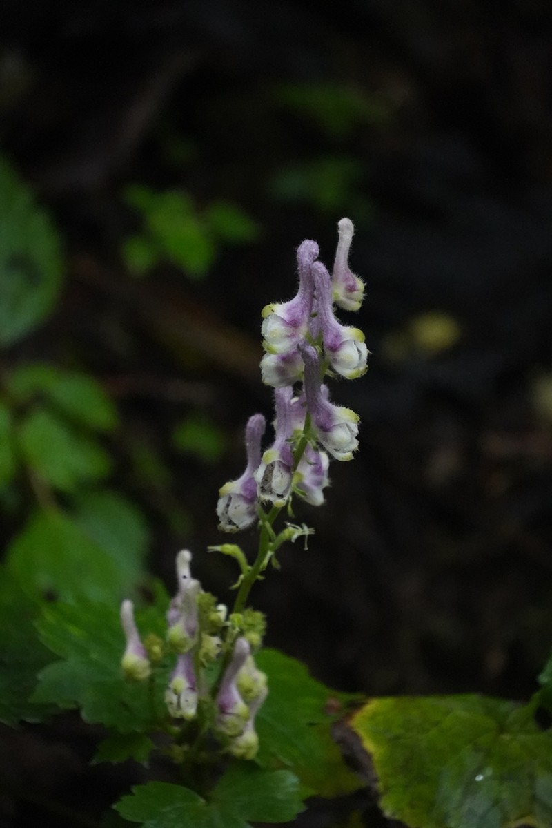 Aconitum pseudolaeve photo 3