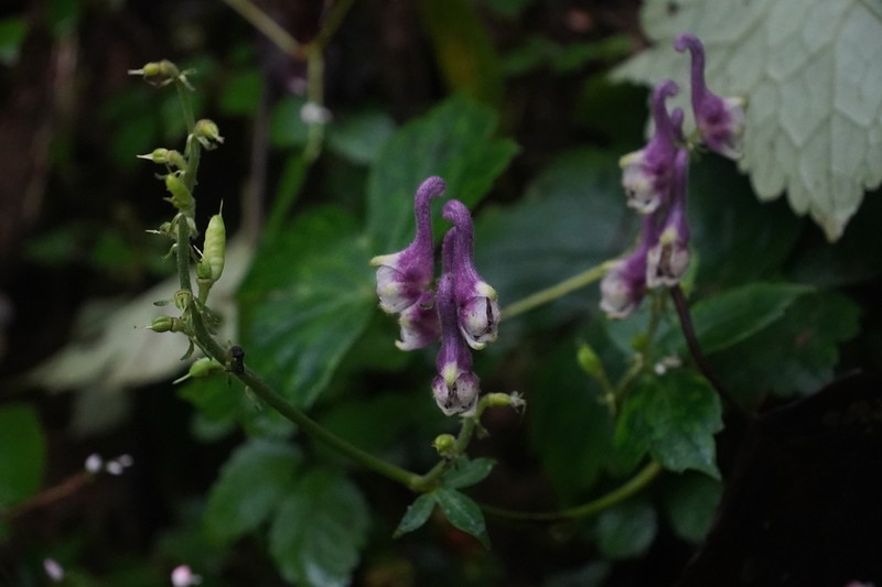 Aconitum pseudolaeve photo 4