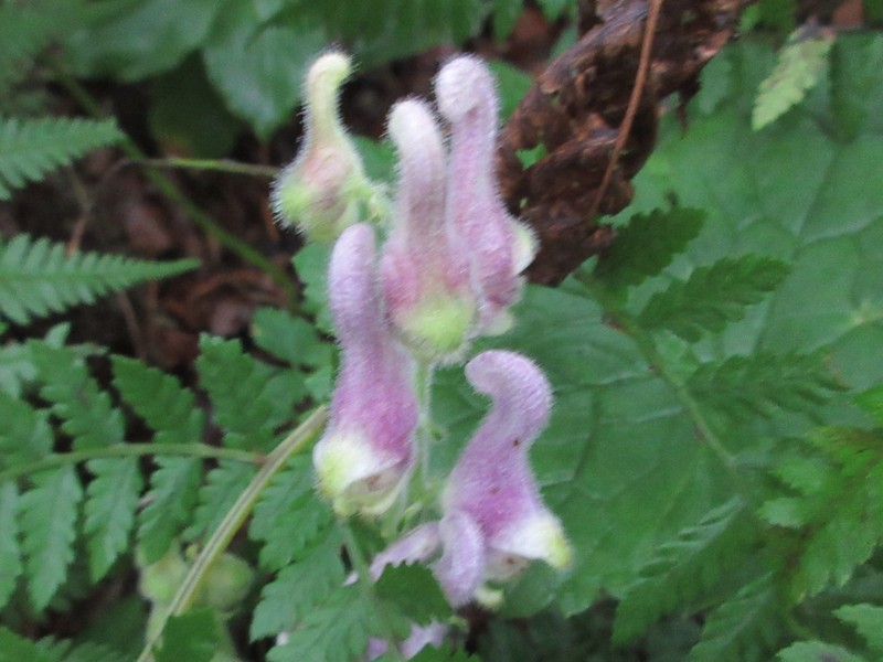 Aconitum pseudolaeve photo 5