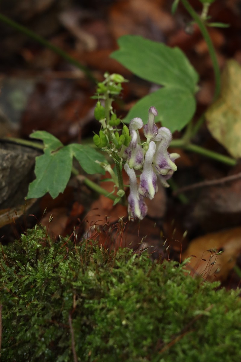 Aconitum pseudolaeve photo 6