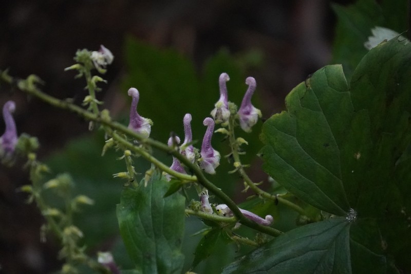 Aconitum pseudolaeve photo 8