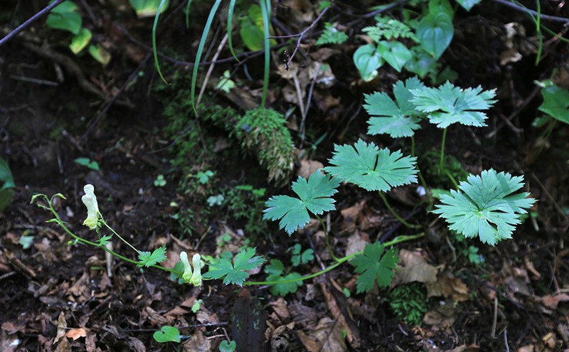 Aconitum puchonroenicum