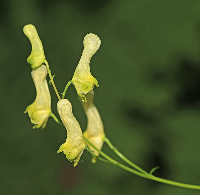 Aconitum puchonroenicum photo 3