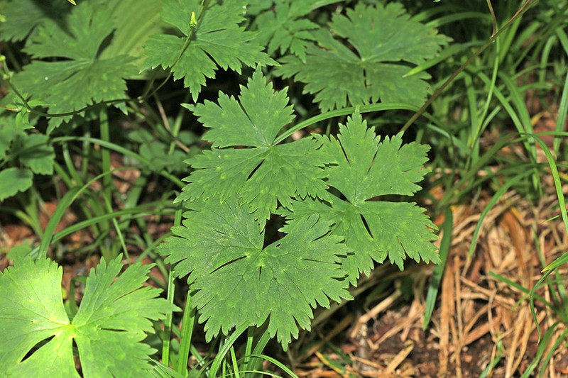 Aconitum puchonroenicum photo 4
