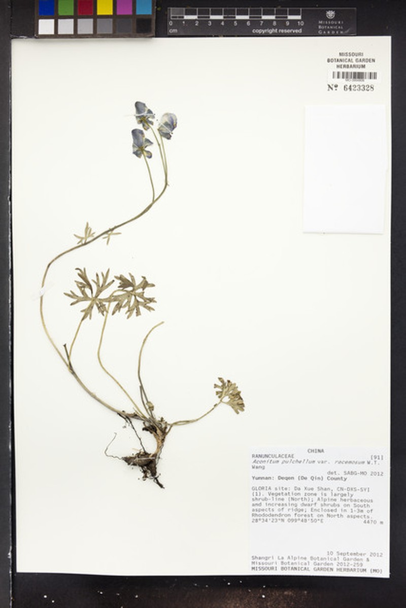 Aconitum pulchellum