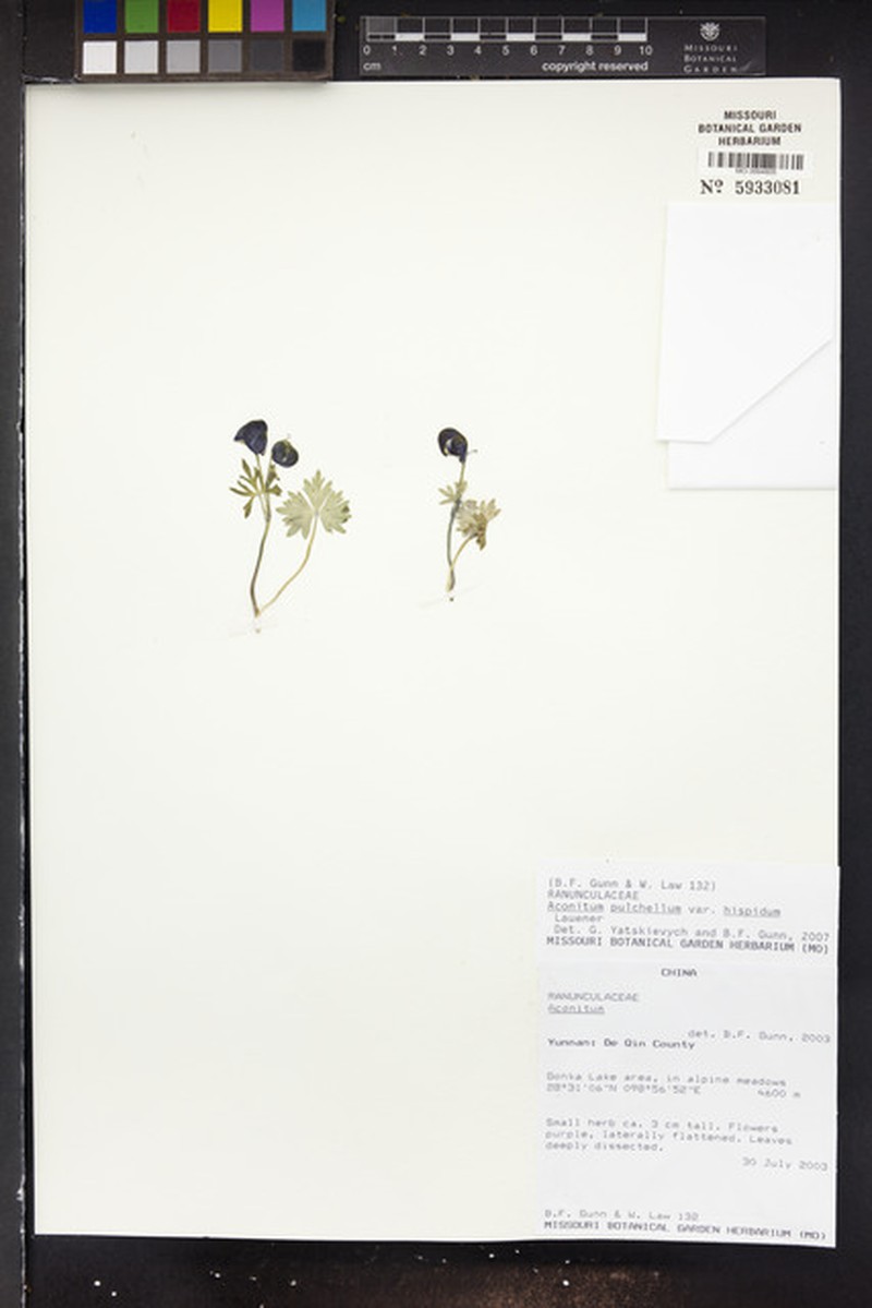 Aconitum pulchellum photo 2