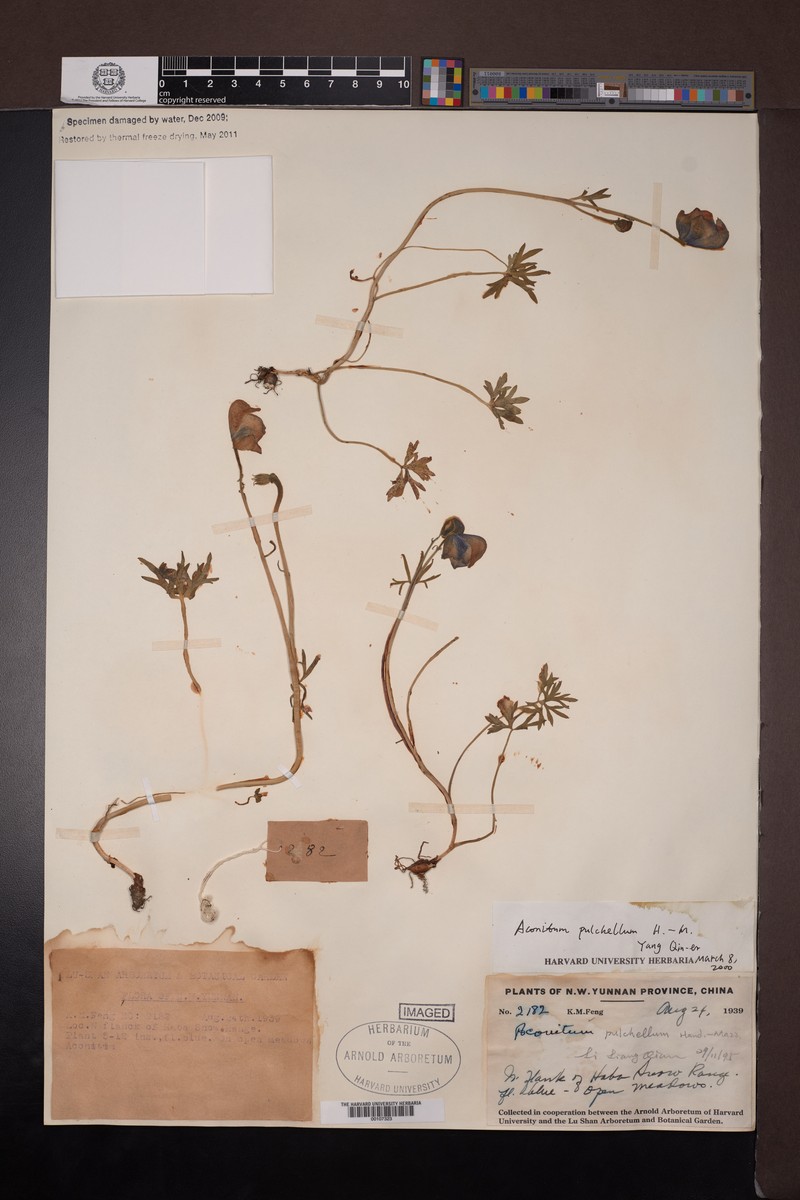 Aconitum pulchellum photo 3