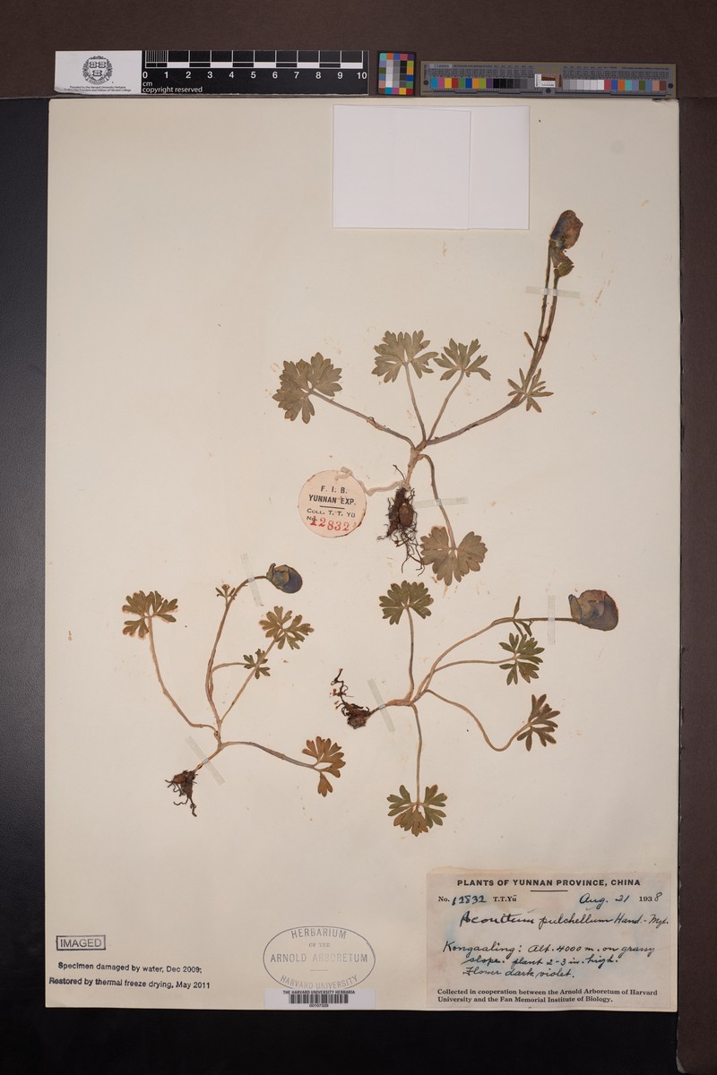 Aconitum pulchellum photo 4