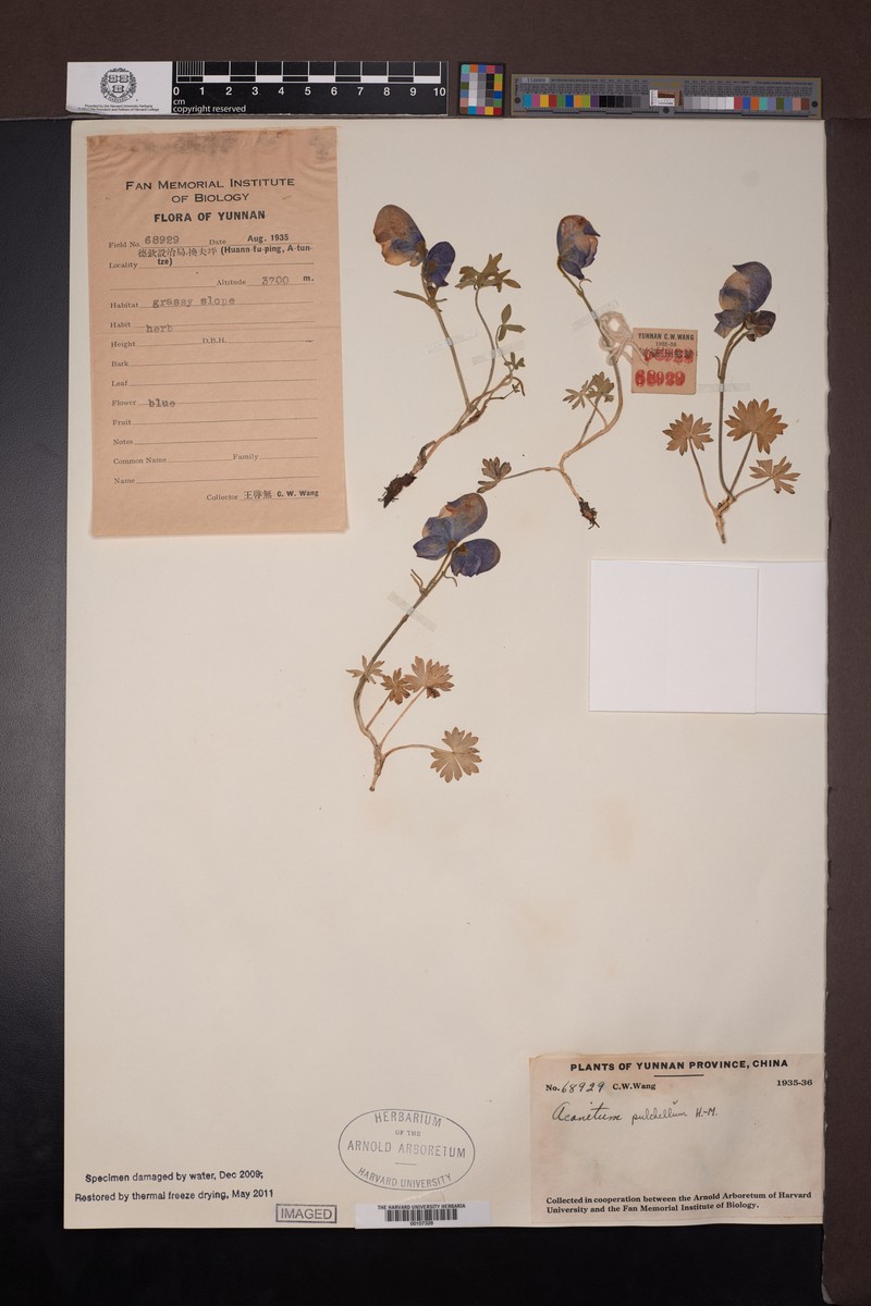 Aconitum pulchellum photo 5