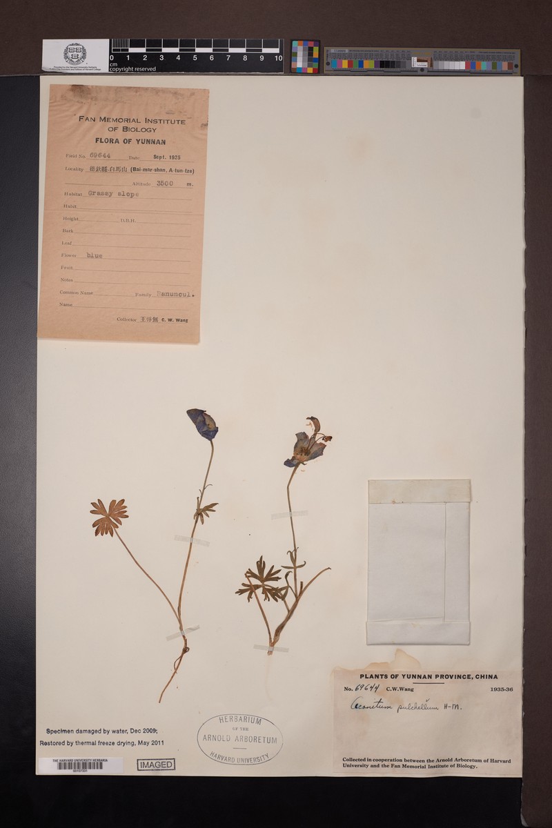 Aconitum pulchellum photo 6