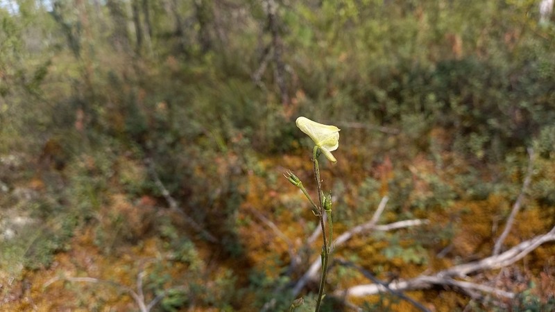 Aconitum ranunculoides photo 2