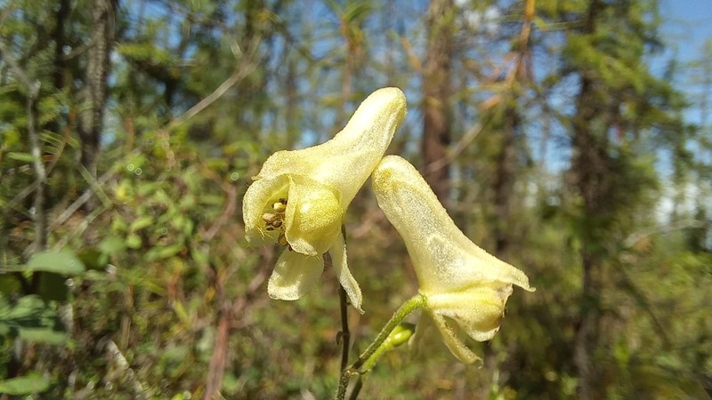 Aconitum ranunculoides photo 3
