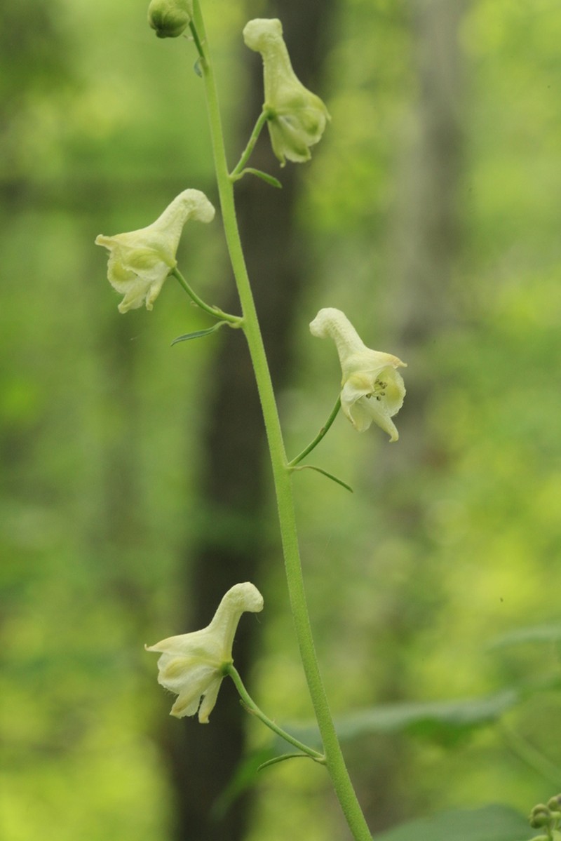 Aconitum ranunculoides photo 5