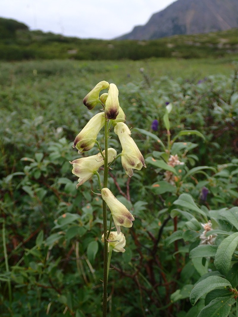 Aconitum ranunculoides photo 6