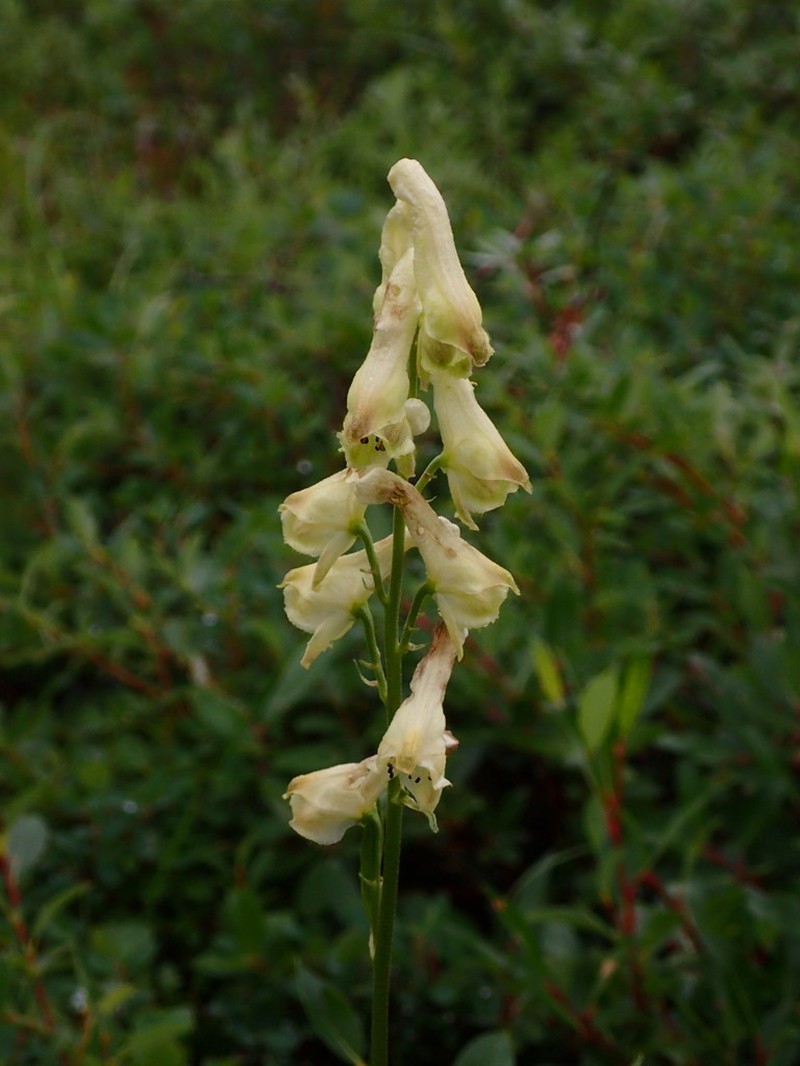 Aconitum ranunculoides photo 7