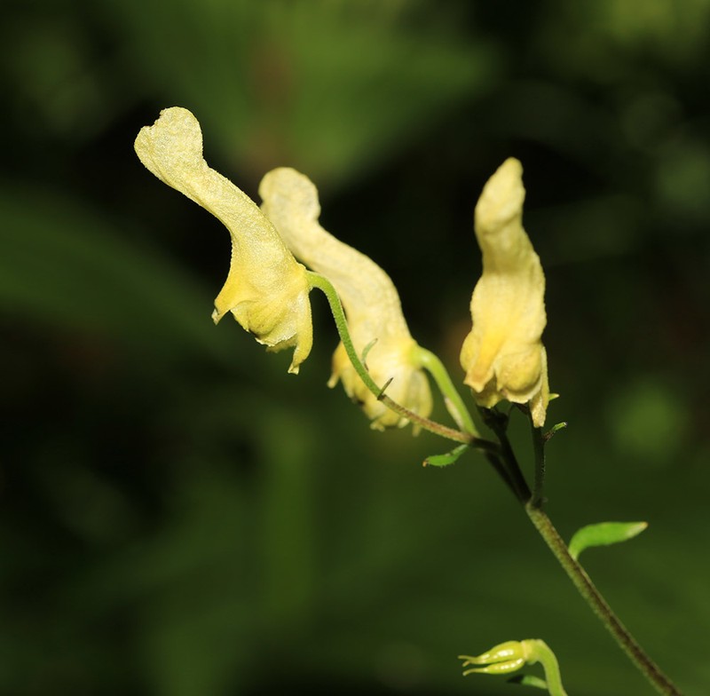 Aconitum ranunculoides photo 8