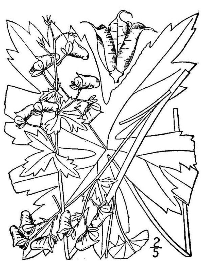 Trailing White Monkshood