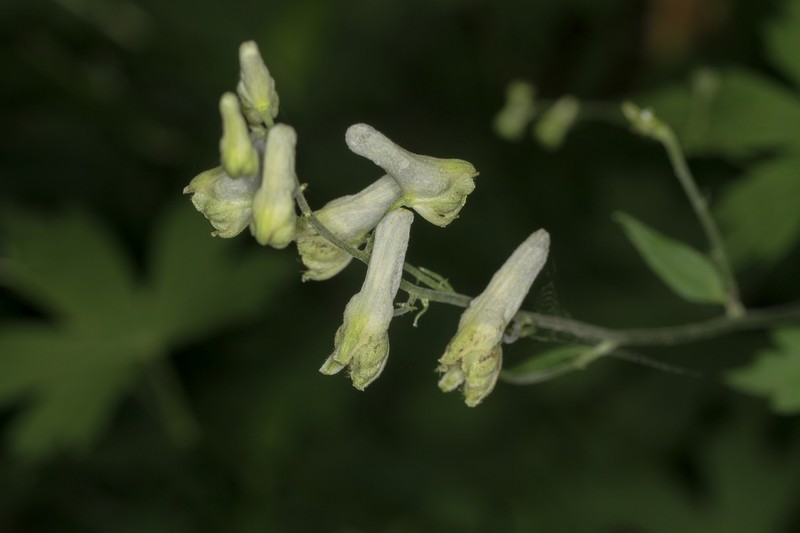 Trailing White Monkshood