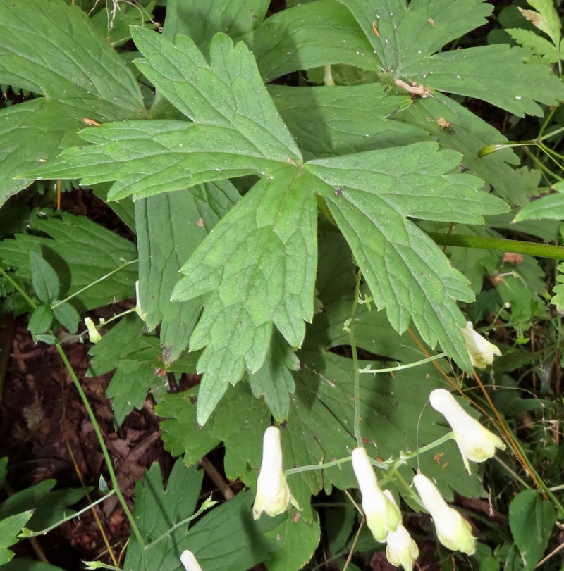 Trailing White Monkshood photo 2