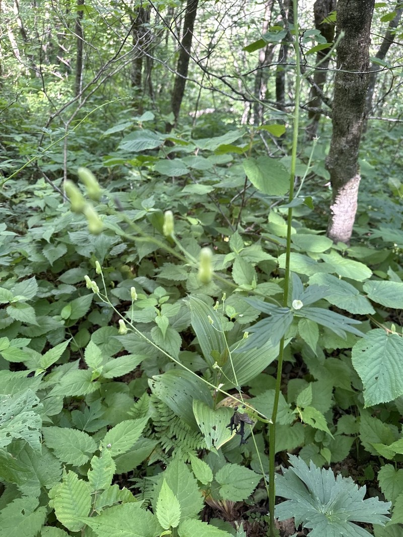 Trailing White Monkshood photo 3