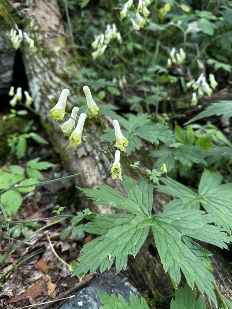 Trailing White Monkshood photo 4
