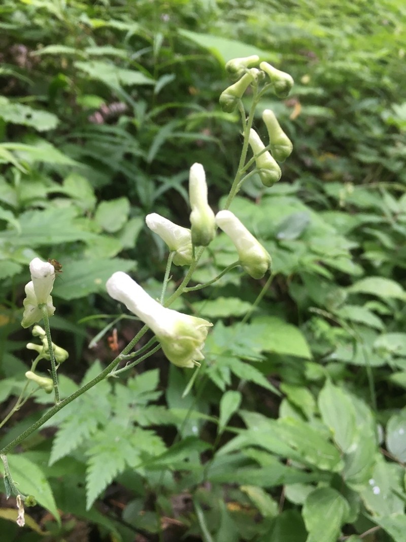 Trailing White Monkshood photo 5