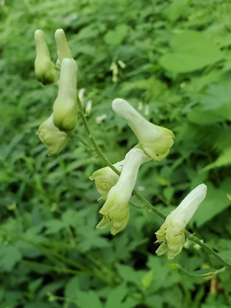 Trailing White Monkshood photo 6