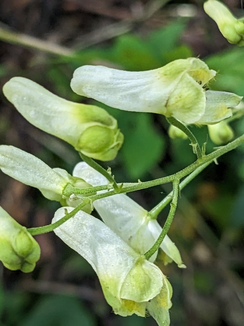 Trailing White Monkshood photo 7
