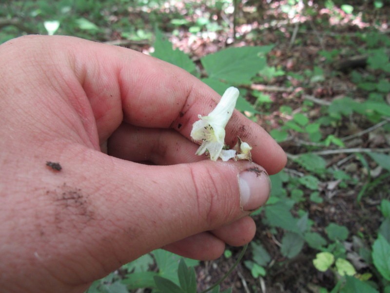 Trailing White Monkshood photo 8