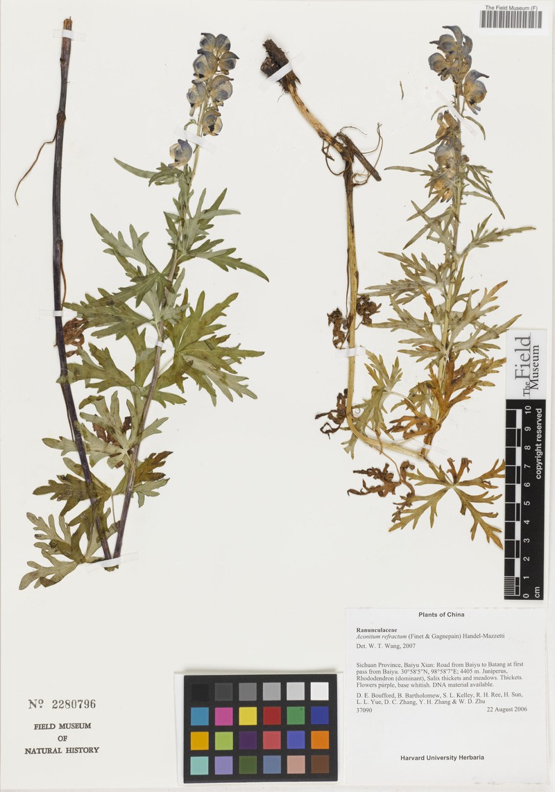 Aconitum refractum