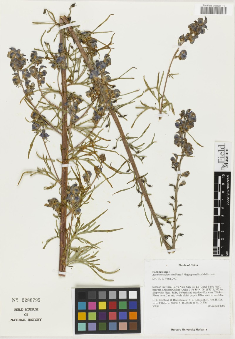 Aconitum refractum photo 2