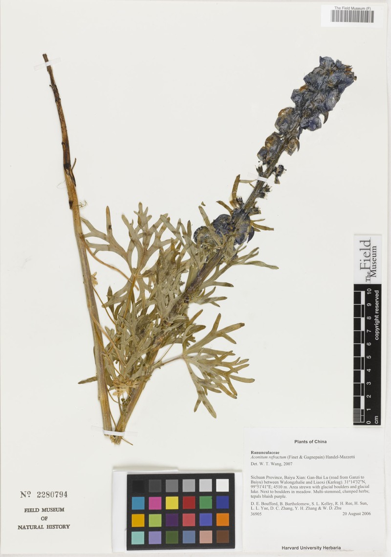 Aconitum refractum photo 3