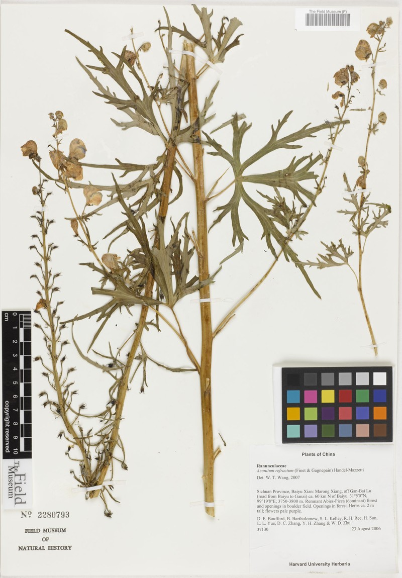Aconitum refractum photo 4