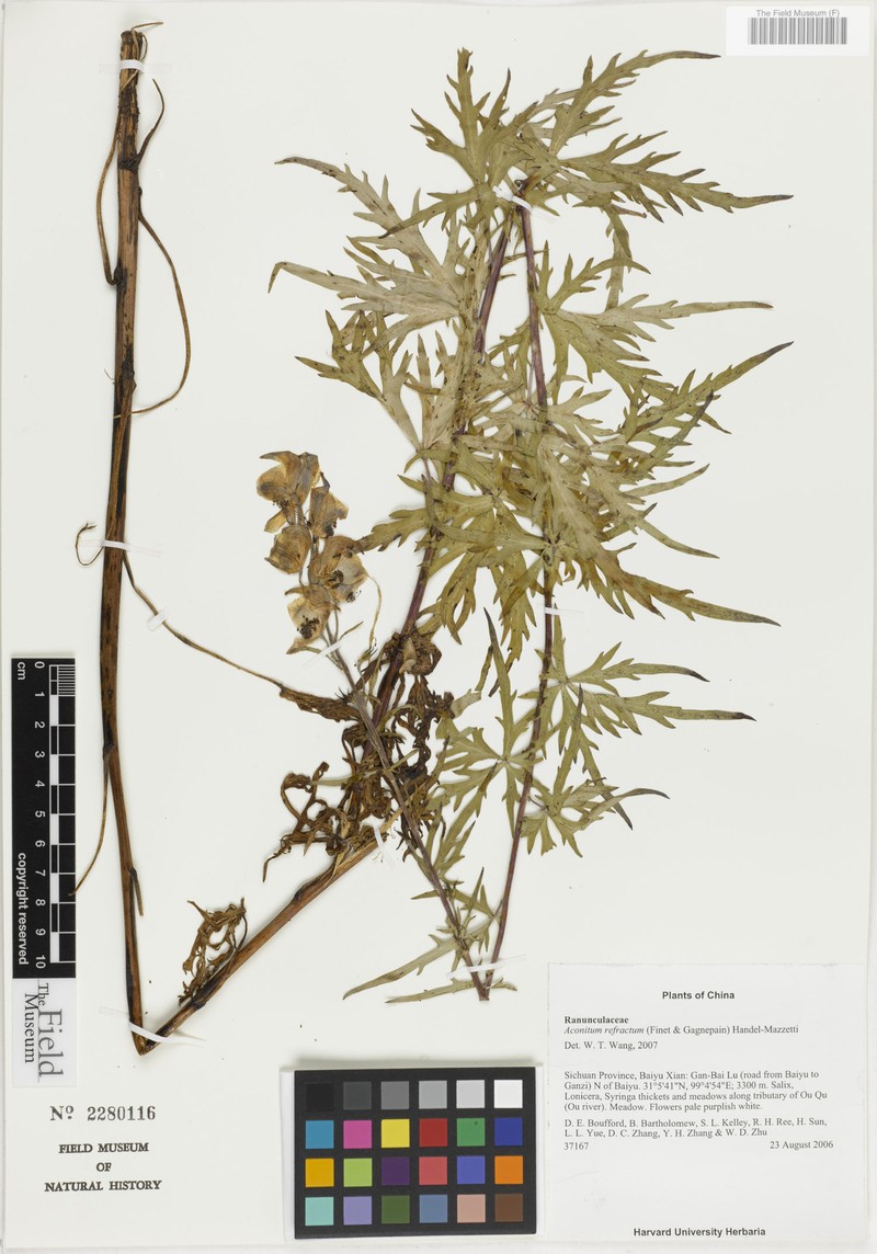 Aconitum refractum photo 5