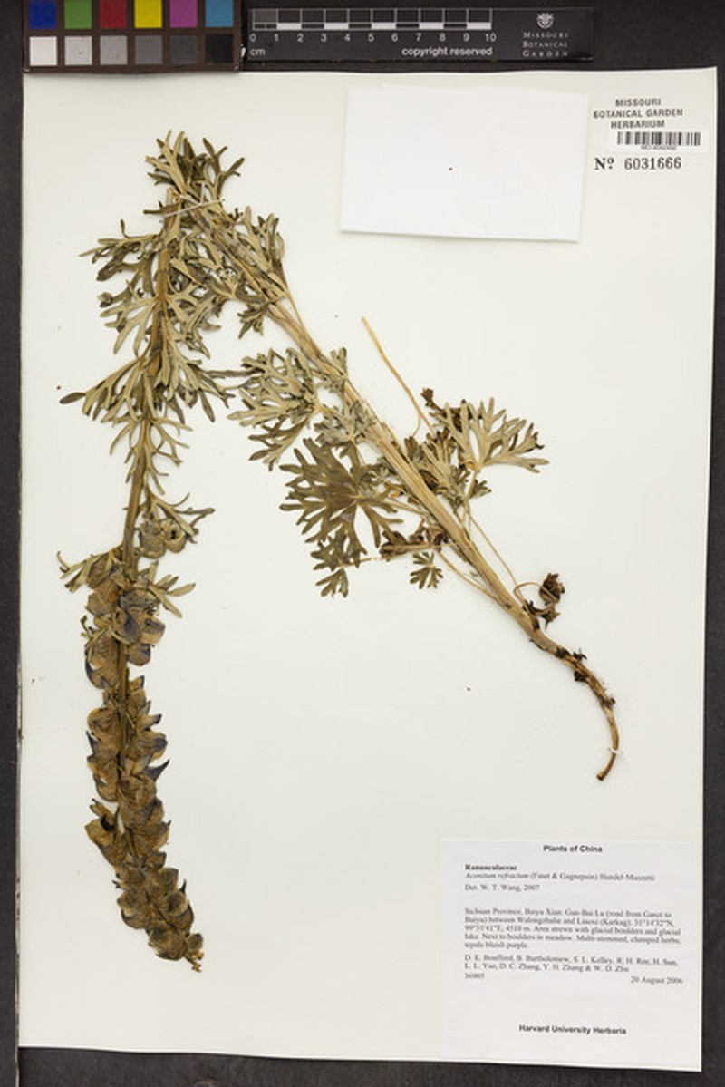 Aconitum refractum photo 6