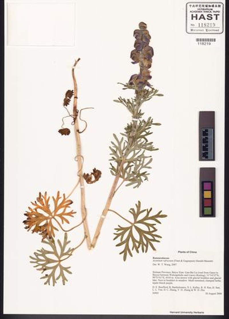 Aconitum refractum photo 7