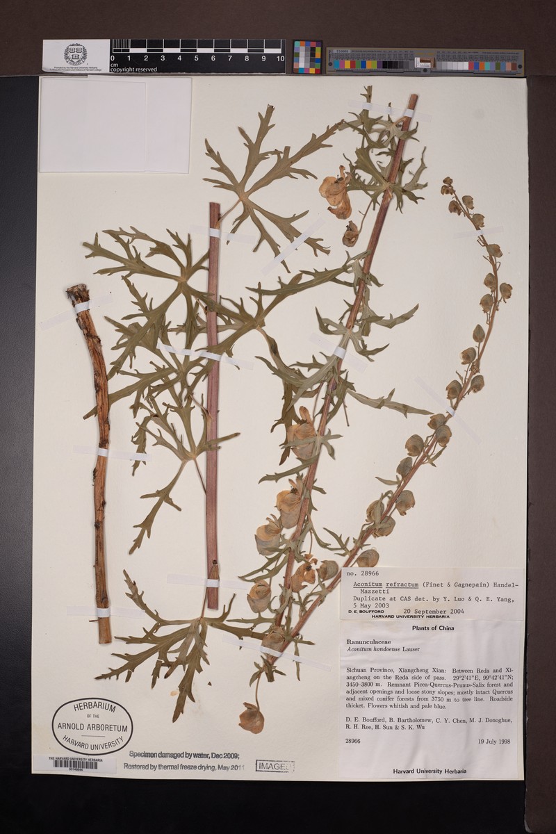 Aconitum refractum photo 8