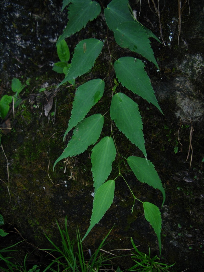 Aconitum rhombifolium